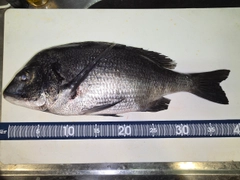 チヌの釣果