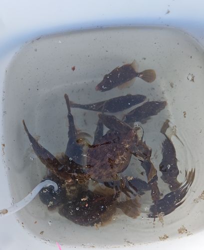 カワハギの釣果