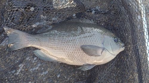 メジナの釣果