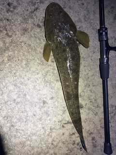 マゴチの釣果