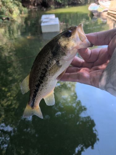 ラージマウスバスの釣果