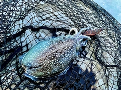 シリヤケイカの釣果