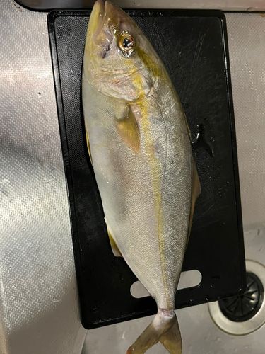 ネリゴの釣果