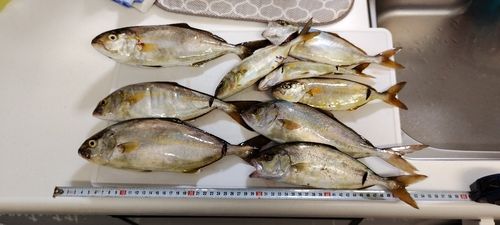 ショゴの釣果