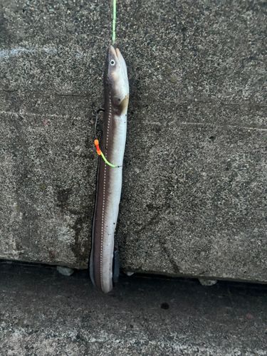 ハモの釣果