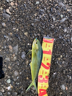 シイラの釣果