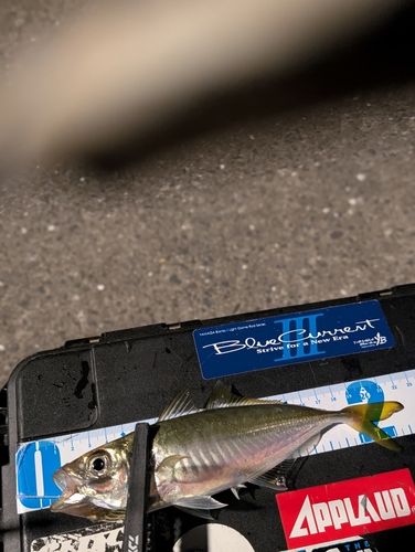 マアジの釣果