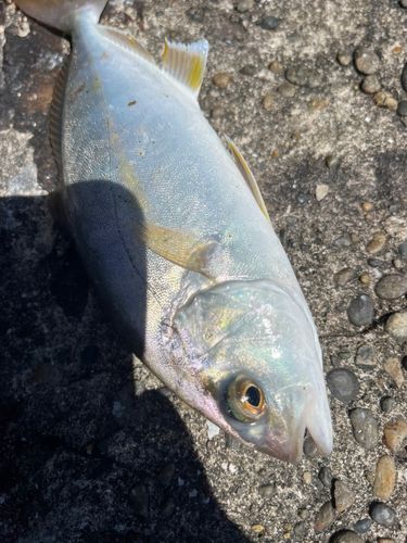 ショゴの釣果