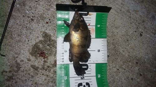 メバルの釣果