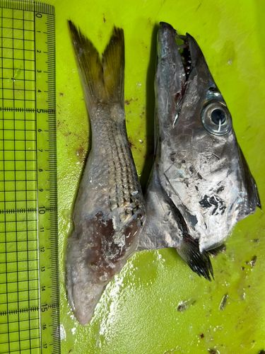 タチウオの釣果