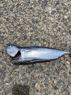 ソウダガツオの釣果