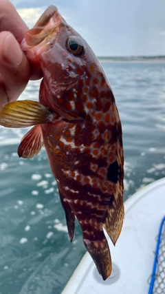 キジハタの釣果