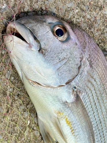 ヘダイの釣果