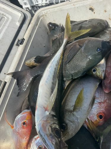 イサキの釣果
