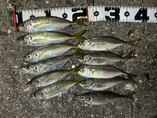 マアジの釣果