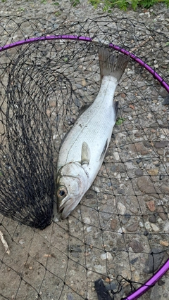 セイゴ（ヒラスズキ）の釣果