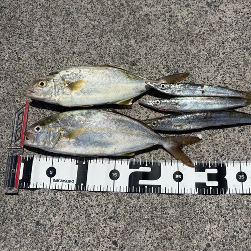 ショゴの釣果