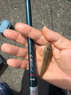 マハゼの釣果