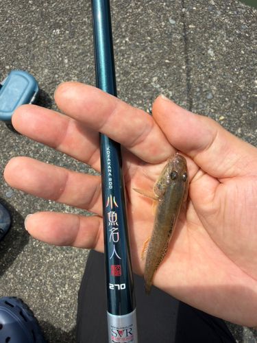 マハゼの釣果
