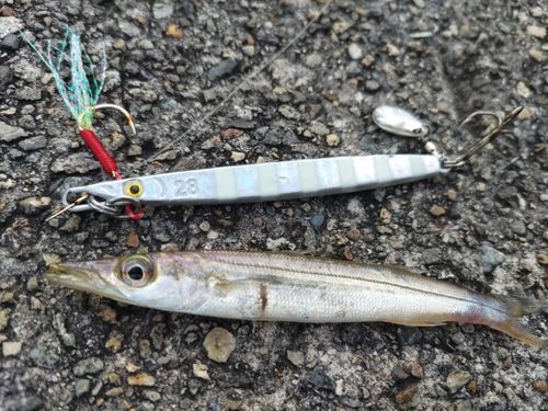 カマスの釣果