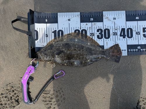 ヒラメの釣果