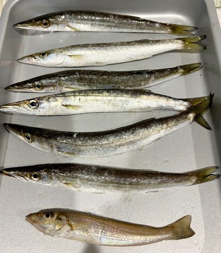 カマスの釣果