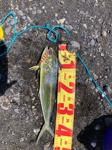 シイラの釣果