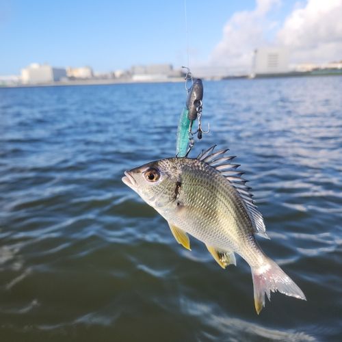 キビレの釣果