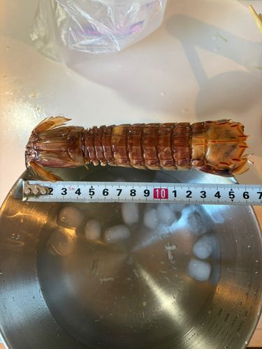 シャコの釣果