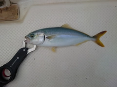 コゾクラの釣果