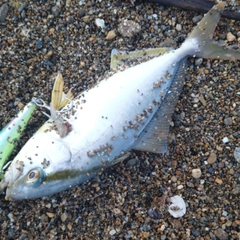 シオの釣果