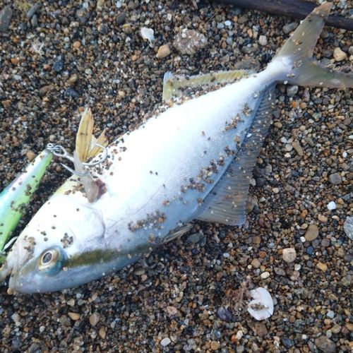 シオの釣果
