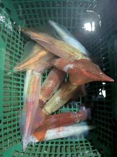 ケンサキイカの釣果