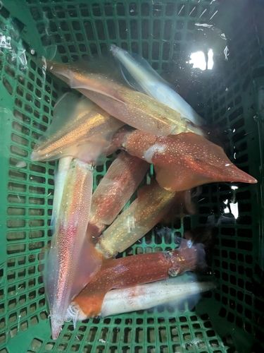 ケンサキイカの釣果