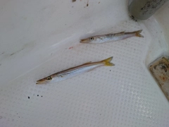 カマスの釣果