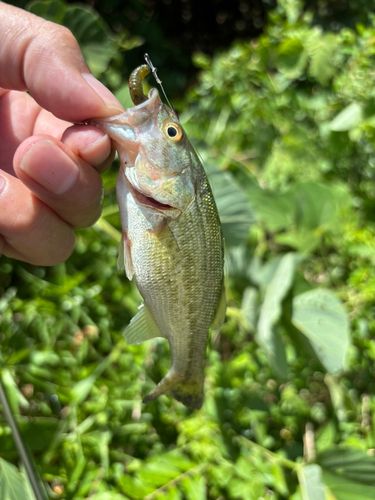 ラージマウスバスの釣果