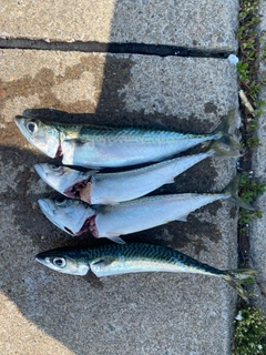 サバの釣果