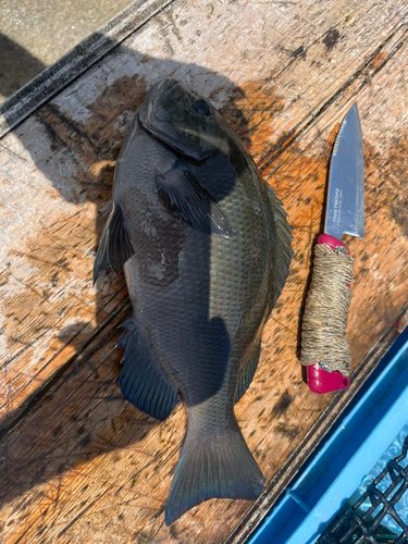 グレの釣果