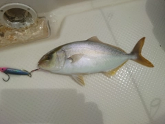 シオの釣果