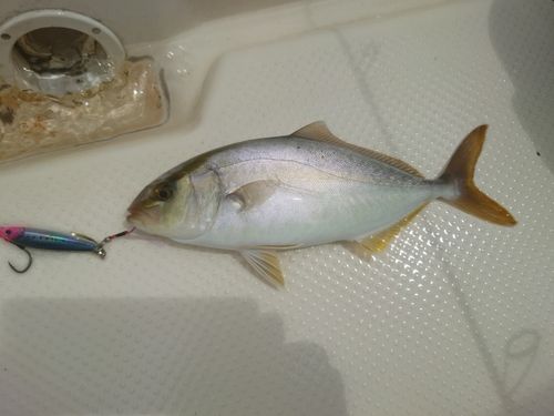 シオの釣果