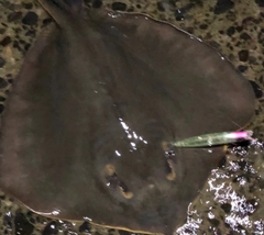 アカエイの釣果