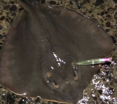 アカエイの釣果