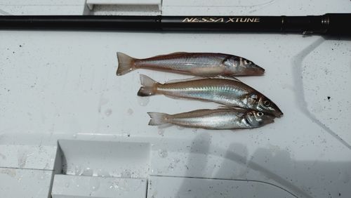 シロギスの釣果