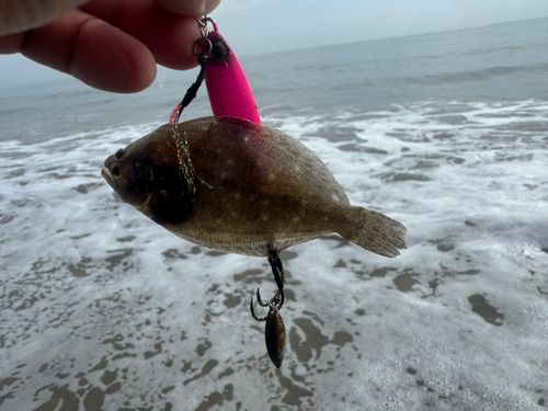 ヒラメの釣果