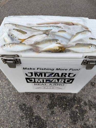マアジの釣果
