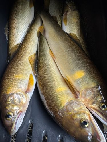 アユの釣果