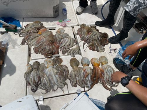 タコの釣果