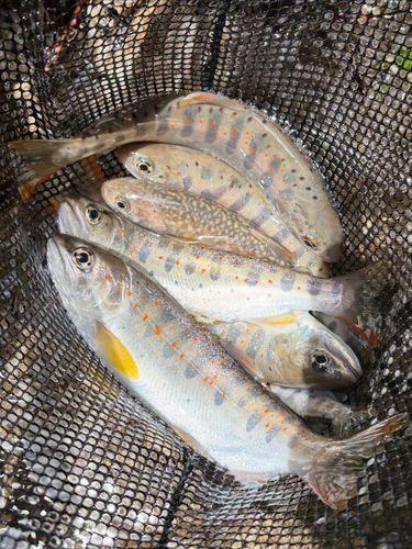 アマゴの釣果