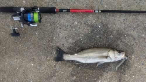 フッコ（マルスズキ）の釣果