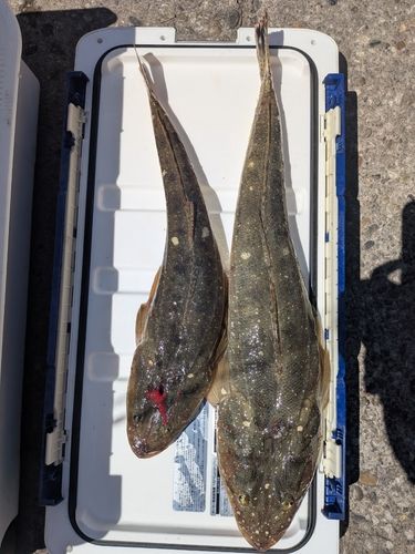 マゴチの釣果